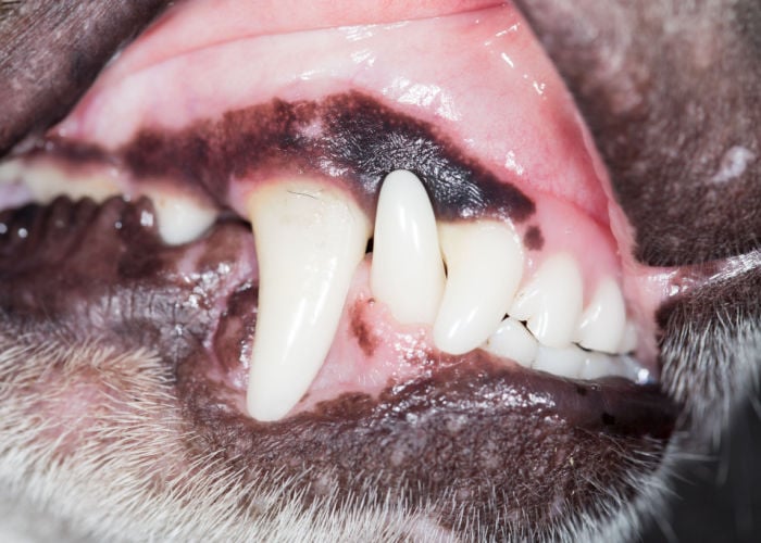 Black Gums in Dogs