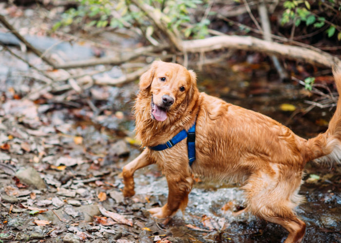 Dog Summer Activities in the woods