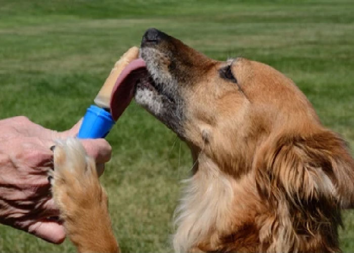 Dog Summer Activities popsicle