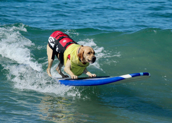 Dog Summer Activities surfing