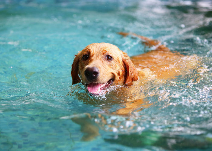 Dog Summer Activities swimming