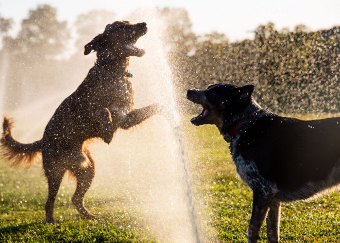 Dog Summer Activities with sprinklers