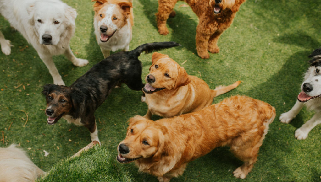 Dog-daycare-pros-and-cons