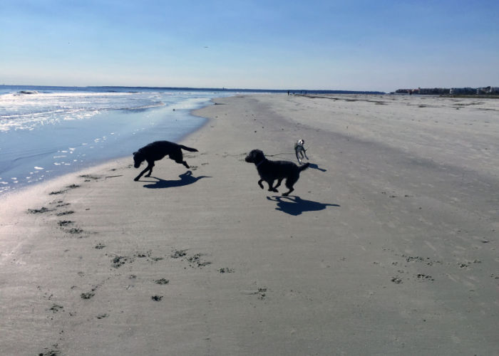 Dogs Running in a beach in Georgia