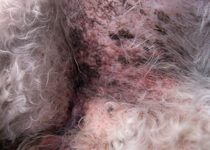 Example of Hyperpigmentation in dogs