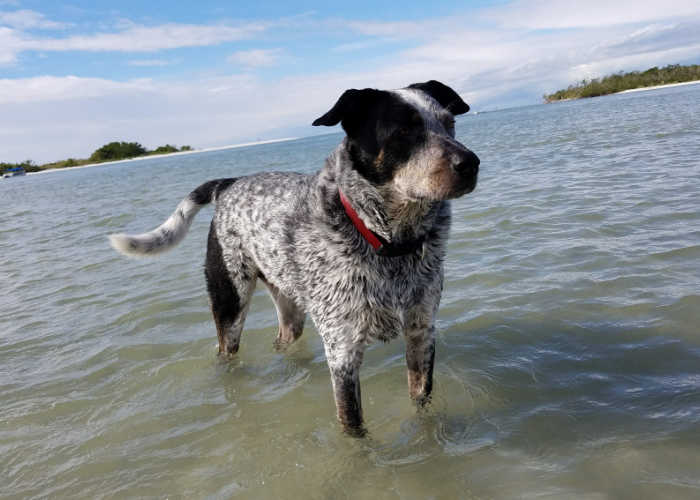 Florida Dog Park Beach