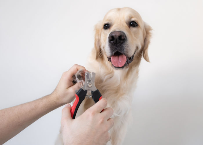 Georgia Pet Groomers