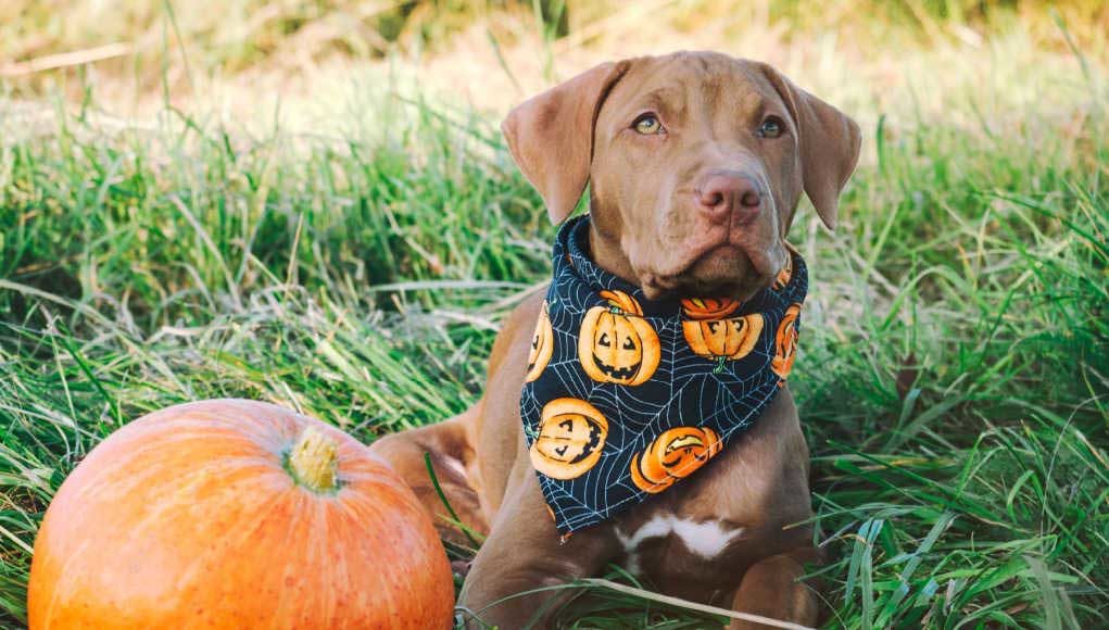 Halloween Bandana for Dogs