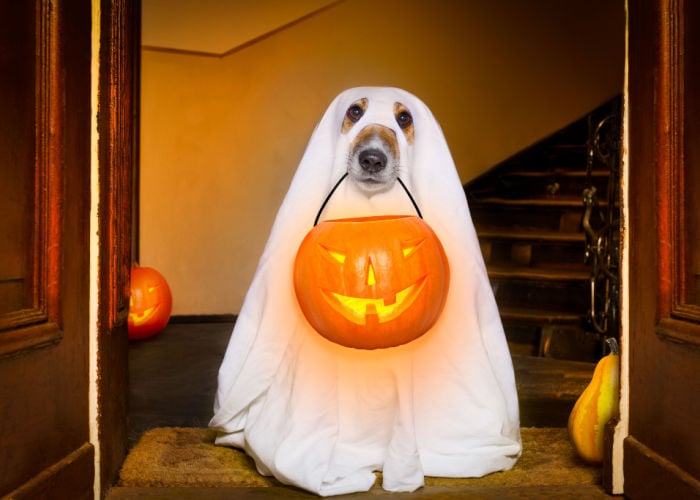 Halloween treats for dogs