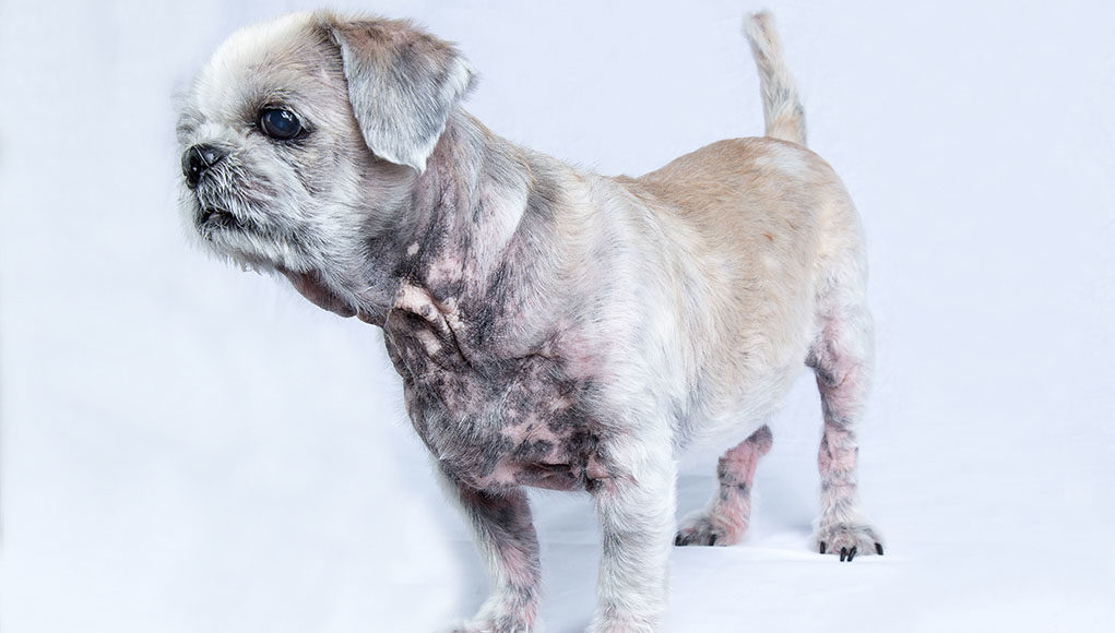 Hyperpigmentation in dogs Featured Image