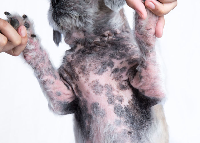 Hyperpigmentation in dogs belly