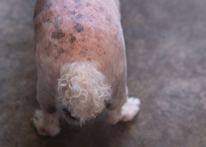 Hyperpigmentation in dogs