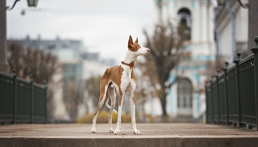 Ibizan Hound Dog Breed Profile Featured Image