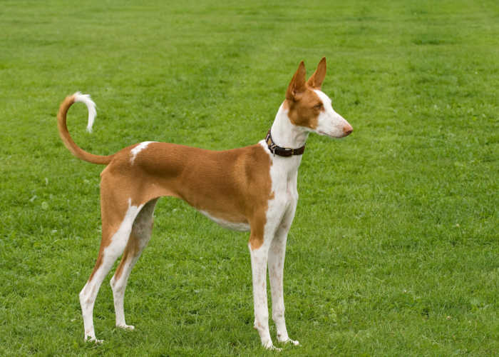 Ibizan Hound Dog Breed Profile