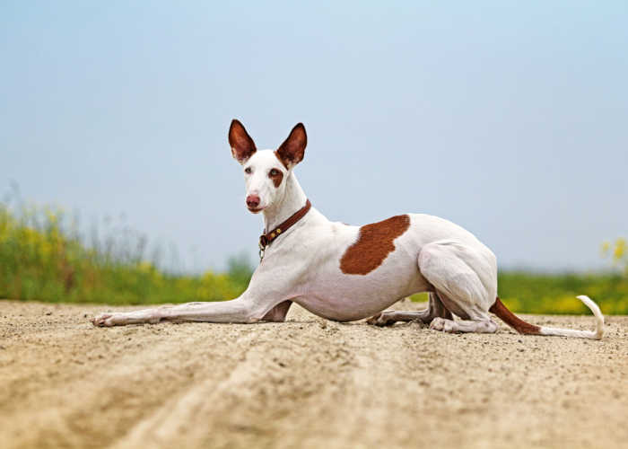 Ibizan Hound Dog Breed