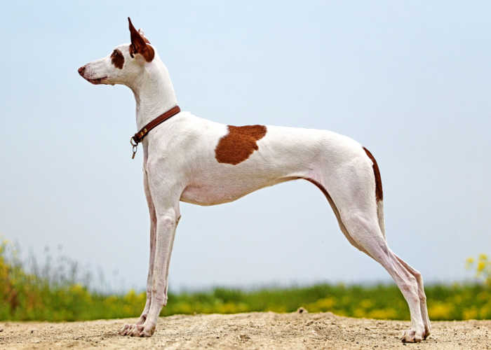 Ibizan Hound Physical Traits