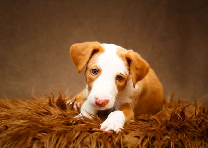 Ibizan Hound Puppy