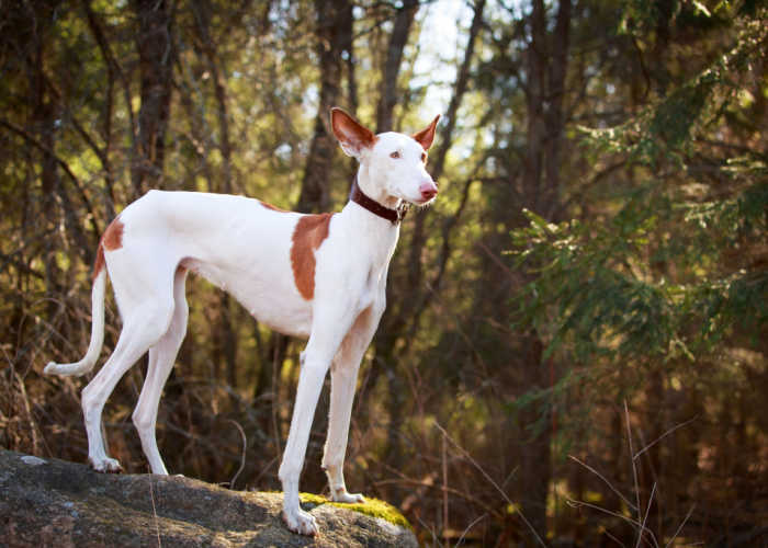 Ibizan Hound in a Forest