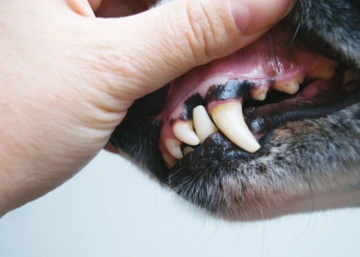 Is black gums in dogs normal