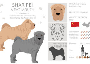 Meat-mouth-shar-pei