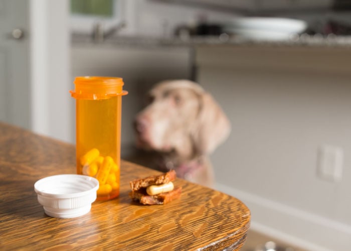 Medicine for Dogs