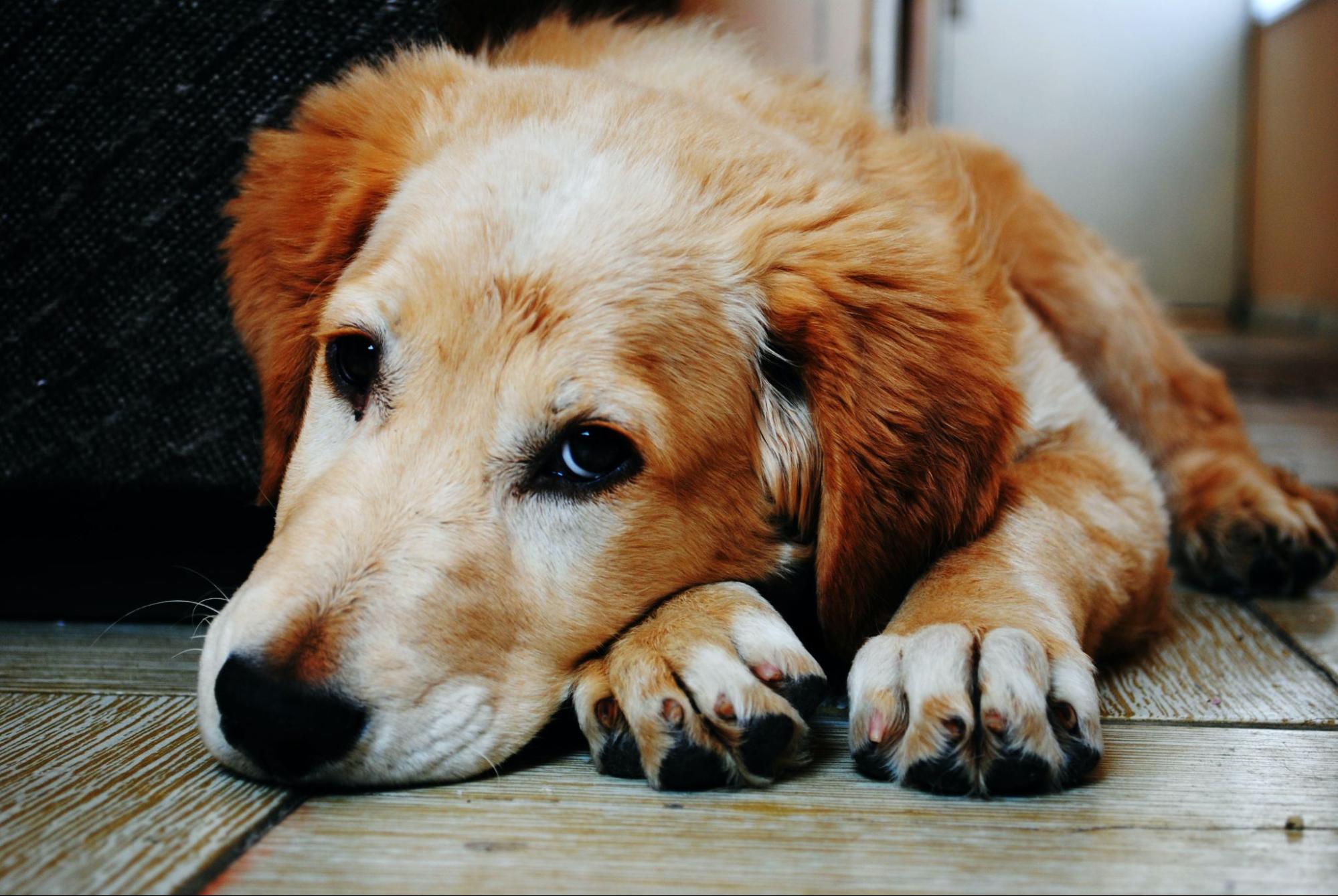 Pneumonia in Dogs symptoms