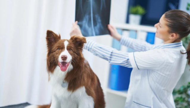 Pneumonia in Dogs