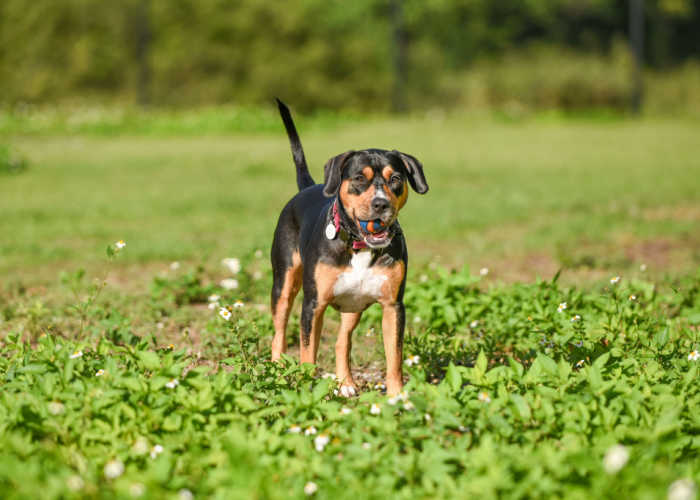 Rescue Dog Playing in Miami Florida