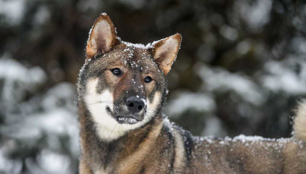 Shikoku Dog Breed Profile