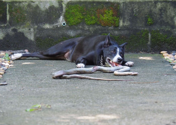 Snake Bite on Dogs