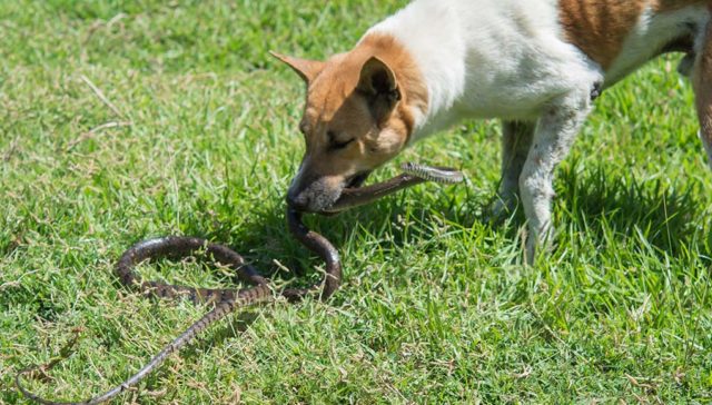 Snake Bites in Dogs Featured Image