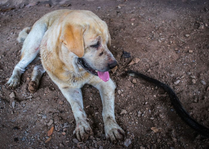 Snake bite in dogs