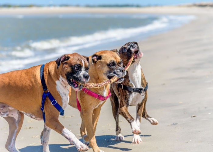 Three dogs in Savannah Georgia