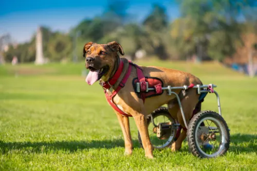 What is Degenerative Myelopathy in Dogs?