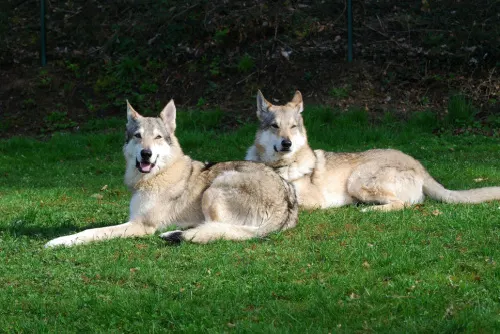 Wolfdogs hybrid