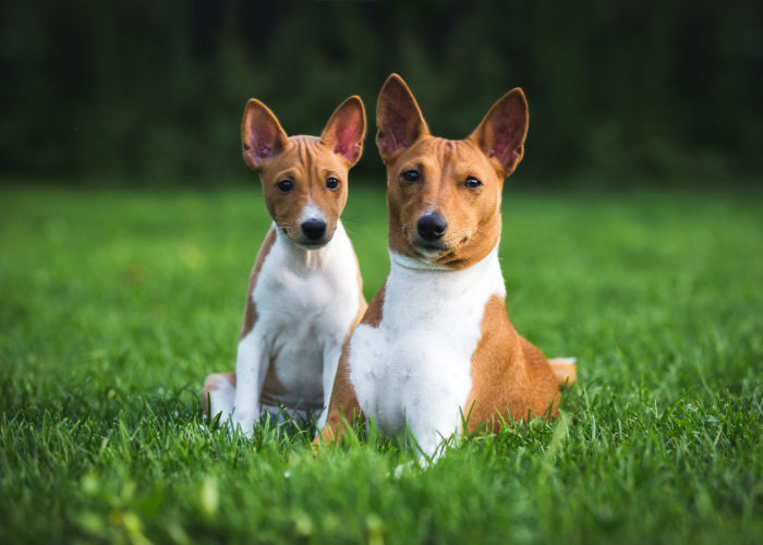 basenji fun facts