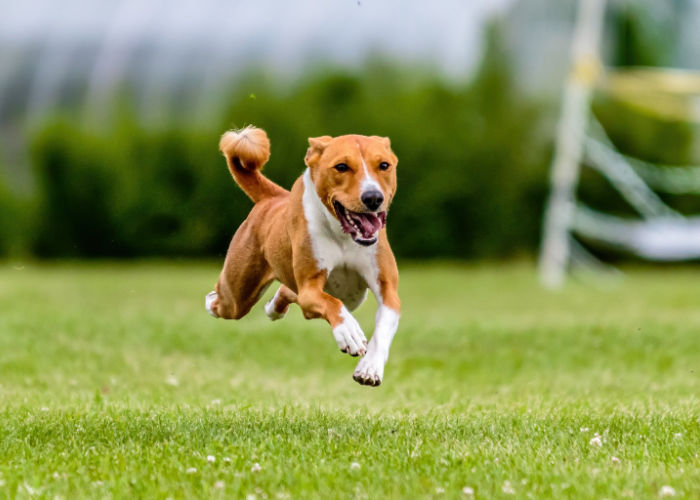 basenji-running dog zoomies