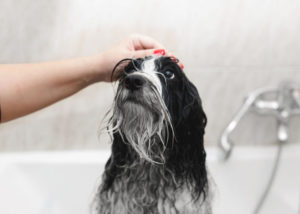 bath-time-tibetan-terrier