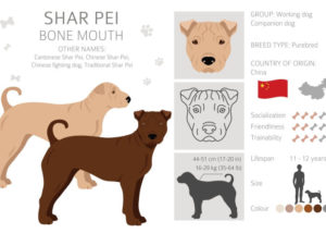 bone-mouth-shar-pei