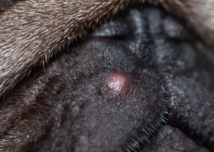 canine acne