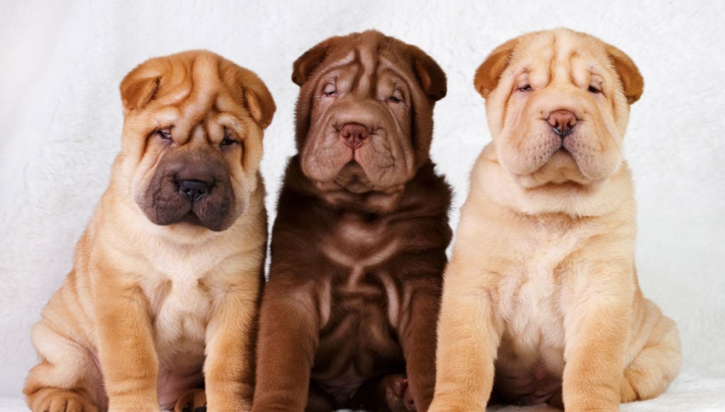 chinese-shar-pei-featured-image