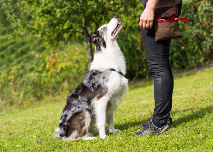 Deaf dog training outdoors