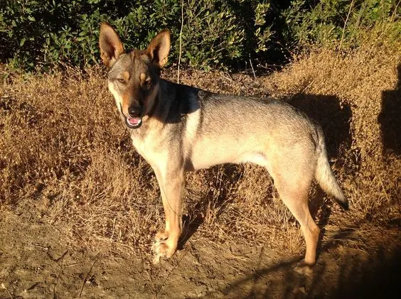 coydog hybrid dog breed