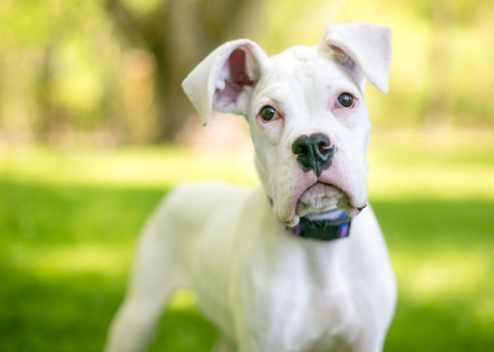 deaf dog pros and cons how to take care