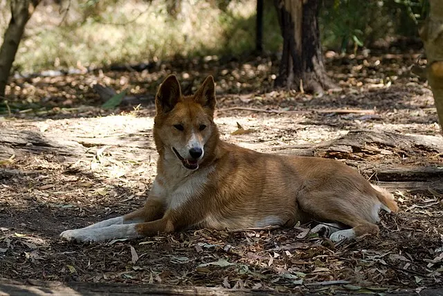 dingo-dog hybrid dog breed