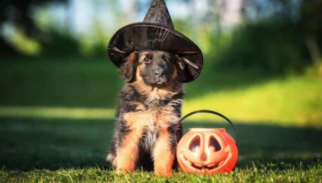 halloween activities for dogs