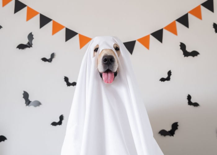 halloween activities for dogs host a party