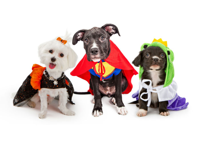 Three dogs in different halloween costumes