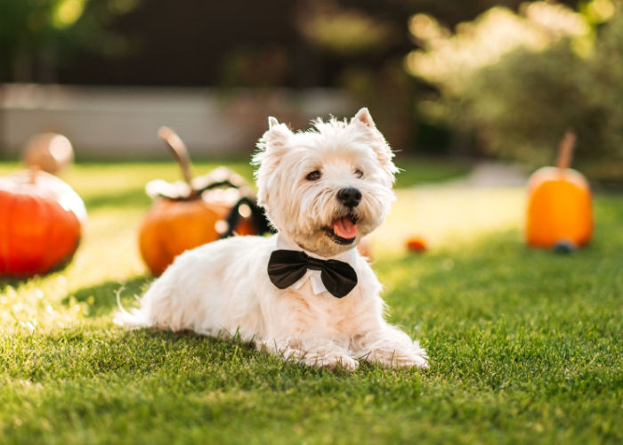 halloween activities for dogs what to do