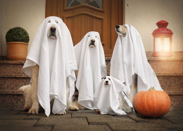 halloween activities for dogs with dog playmates